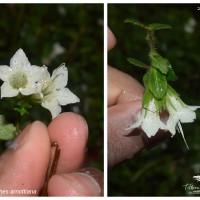 Strobilanthes arnottiana Nees